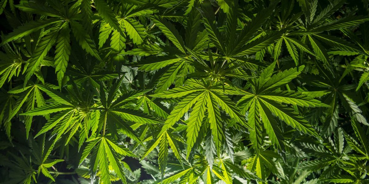 Vai savvaļas kaņepes aug dabiski un bagātīgi Himalaju kalnos?