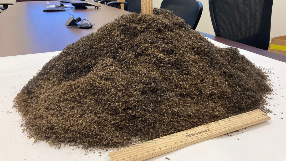 Vai šis ir tas, kā izskatās 1 miljons mirušu moskītu?